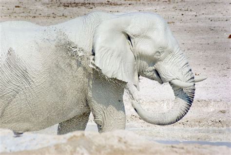 White elephant .